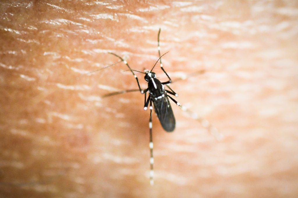 Απειλεί την Ελλάδα ο «αποικισμός» του κορεάτικου κουνουπιού; – Ποίες οι ομοιότητες με το κουνούπι τίγρης