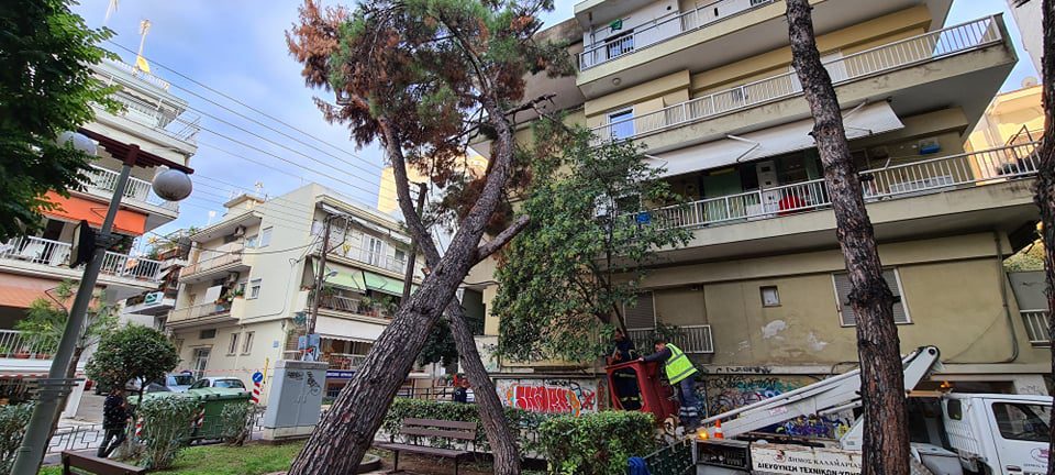 Θεσσαλονίκη: Δέντρο καταπλάκωσε πολυκατοικία στην Καλαμαριά – δεν υπήρξε τραυματισμός