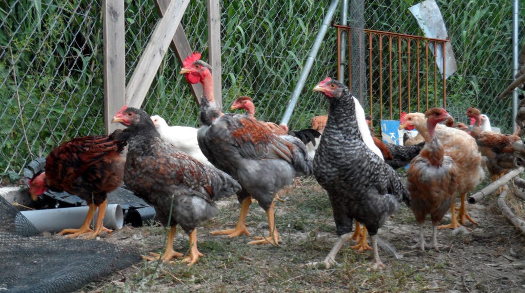 Γρίπη των πτηνών: Ιδιαίτερα αυξημένος ο κίνδυνος επανεμφάνισης στην Ελλάδα