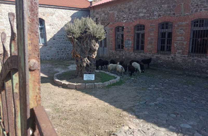 Εβοσκα τα πρόβατα εκεί παραπέρα