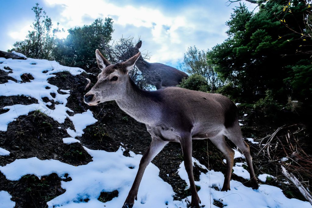 Μαγικές εικόνες χαρίζουν τα ελάφια στην χιονισμένη Πάρνηθα (Photos)