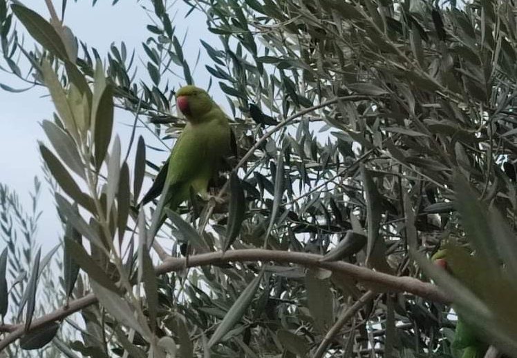 Ολοένα και πληθαίνουν οι πράσινοι παπαγάλοι στη Θεσσαλονίκη (Photos)
