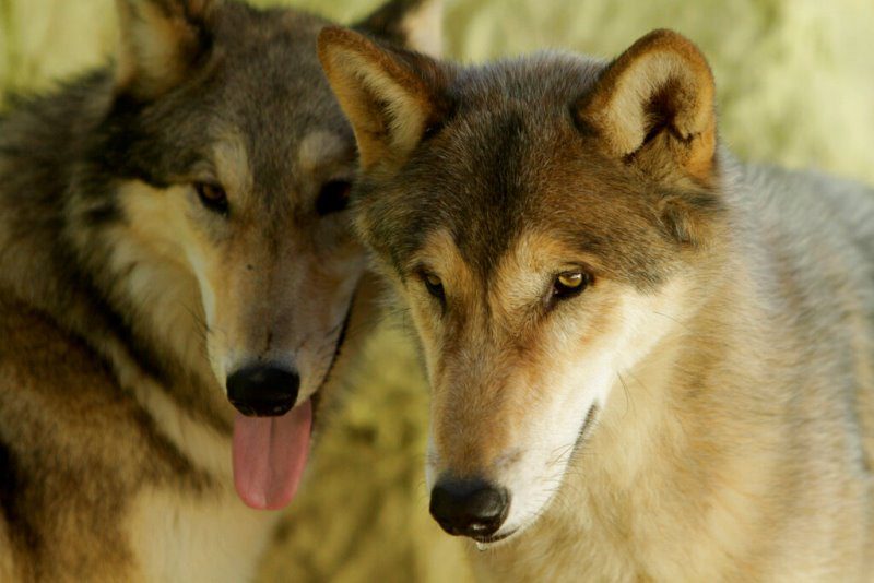 Γαλλία: Εννέα λύκοι απέδρασαν από ζωολογικό κήπο ενώ λειτουργούσε για το κοινό
