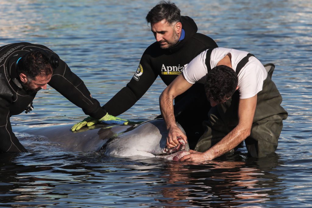 Σοβαρή η κατάσταση της μικρής φάλαινας που ξεβράστηκε στον Άλιμο – Τι έδειξαν οι εξετάσεις