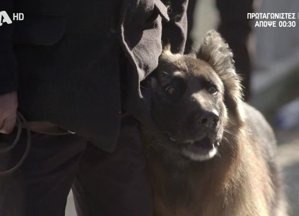 Σασμός: Η Μανταρίνα, το σκυλί του Πετρή που έγινε viral και έχει κλέψει τις καρδιές όλων