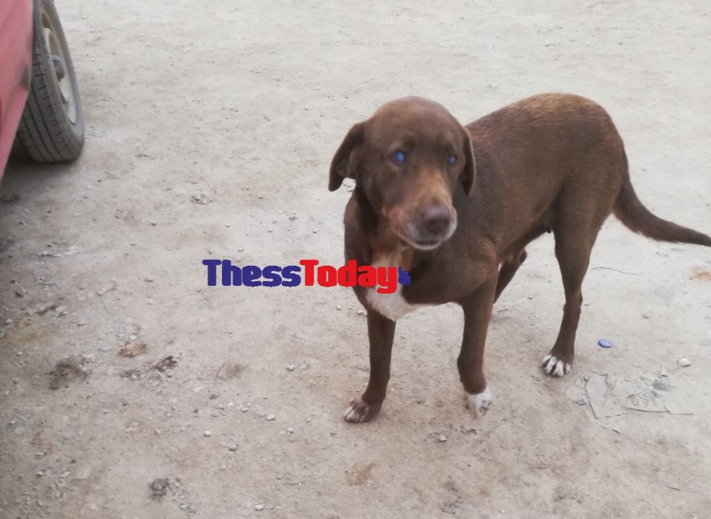 Νάουσα: Τυφλή σκυλίτσα περπάτησε 10 χλμ και γύρισε στον άνθρωπο που την έσωσε (Photos)
