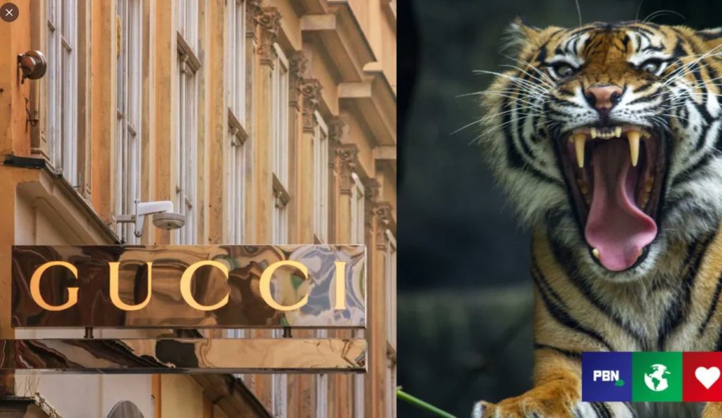 Οργάνωση προστασίας των ζώων ζητά από τον Οίκο Gucci να σταματήσει να χρησιμοποιεί τίγρεις στις διαφημίσεις