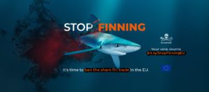 Να απαγορευτεί άμεσα η φρίκη του εμπορίου πτερυγίων καρχαρία στην Ε.Ε. (video)