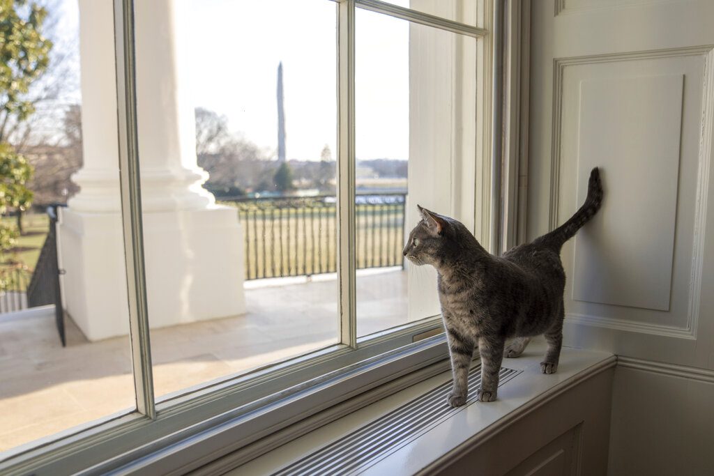 ΗΠΑ: Ο Λευκός Οίκος απέκτησε την «Πρώτη Γάτα»