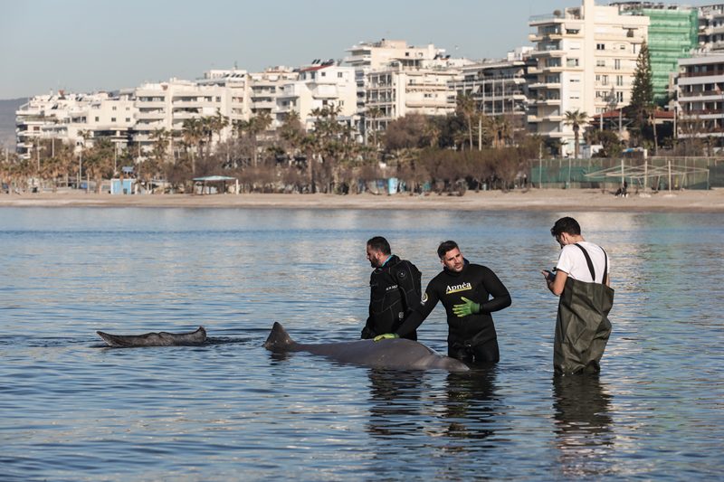 Σαλαμίνα: Απομακρύνθηκε μόνη της προς την ανοιχτή θάλασσα η μικρή φάλαινα «ζιφιός»