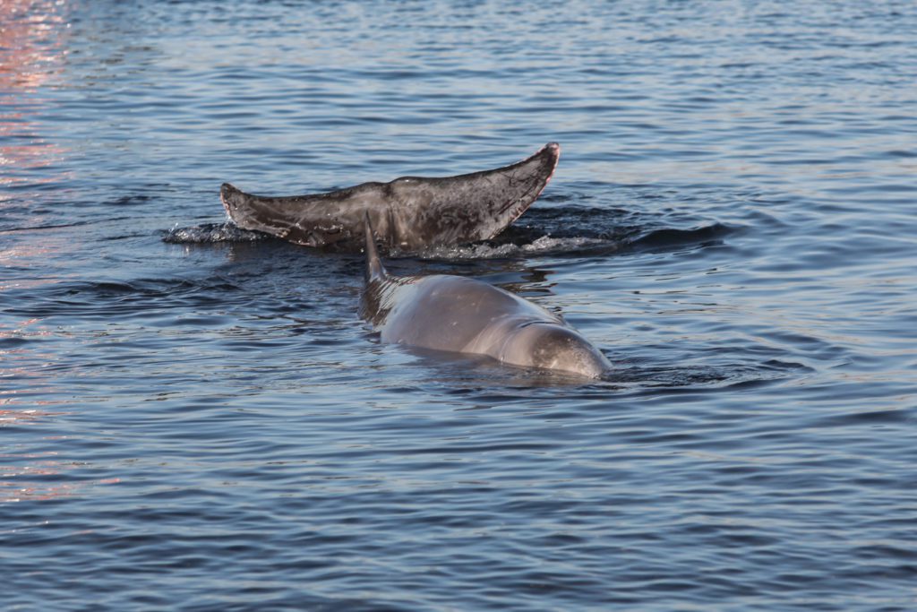 Νεκρός ο Ζιφιός στην Σαλαμίνα – Η φάλαινα που είχε βγει στα ρηχά του Αλίμου