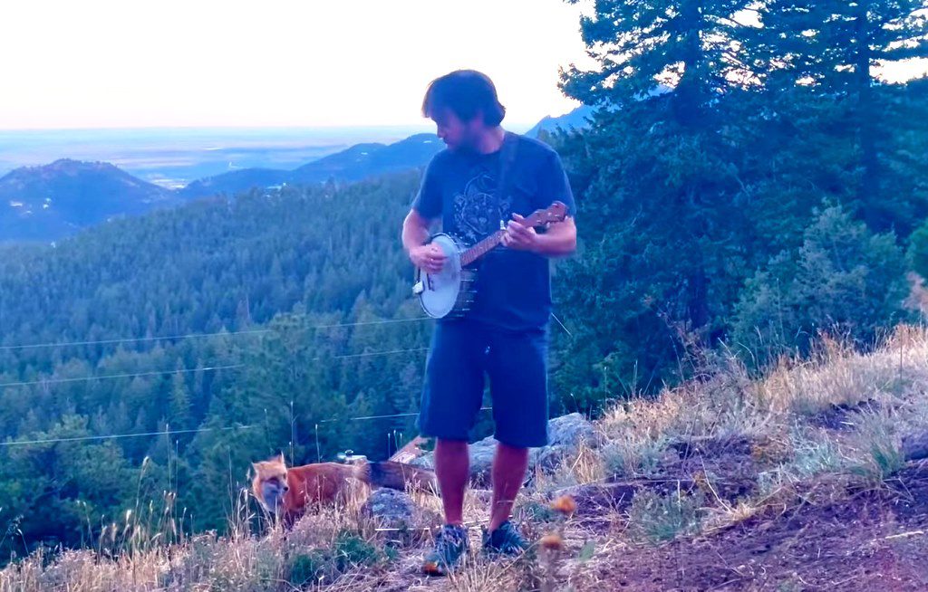 Φιλία «μετά μουσικής» με μια άγρια αλεπού (Video)