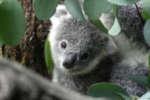 Αυστραλία: Είδος υπό εξαφάνιση χαρακτηρίστηκαν τα κοάλα