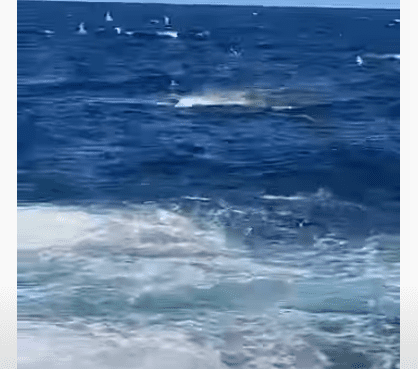 Σοκαριστικό βίντεο: Καρχαρίας κατασπαράζει κολυμβητή «Είδαμε νερό να πετάγεται, υπήρχε παντού αίμα»