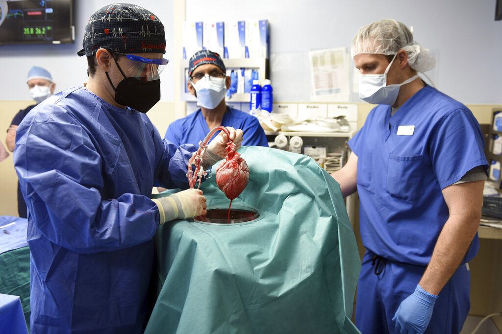 Πέθανε ο πρώτος ασθενής που υποβλήθηκε σε μεταμόσχευση καρδιάς από γουρούνι