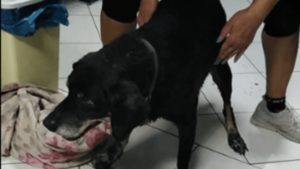 Χανιά: Έδεσε τον σκύλο στον προφυλακτήρα του αυτοκινήτου του και τον έσερνε