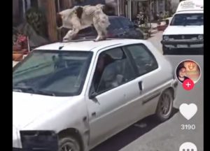 Κακοποίηση ζώου: Έβαλαν σκυλί στην οροφή εν κινήσει αυτοκινήτου για να γελάσουν (video)