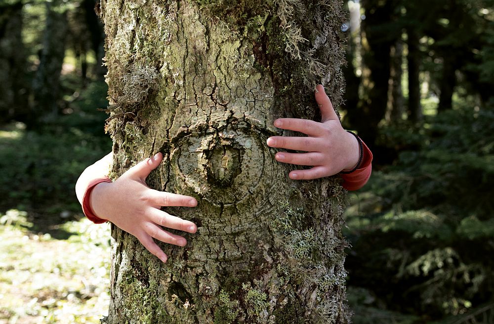 H Vodafone υλοποιεί την πρωτοβουλία Smart Forest, το πρώτο «έξυπνο» δάσος στην Ελλάδα