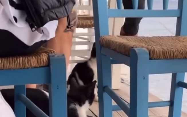 Δελέασε γατάκι με φαγητό και το κλώτσησε στη θάλασσα – Οργή στα Social Media (Video)