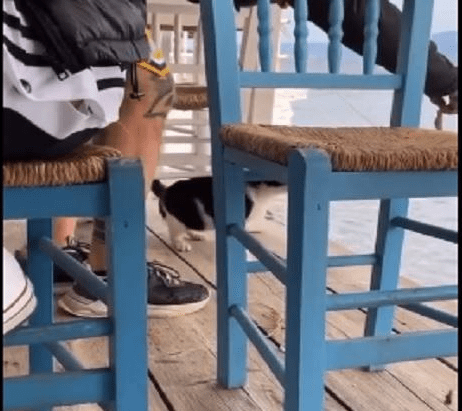 Αιδηψός: Ελεύθερος ο 30χρονος που κλώτσησε το γατάκι σε ταβέρνα
