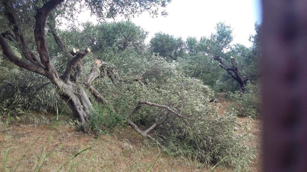 Κίσσαμος: Ασυδοσία κτηνοτρόφων και σύλληψη αντιδημάρχου για παράβαση καθήκοντος