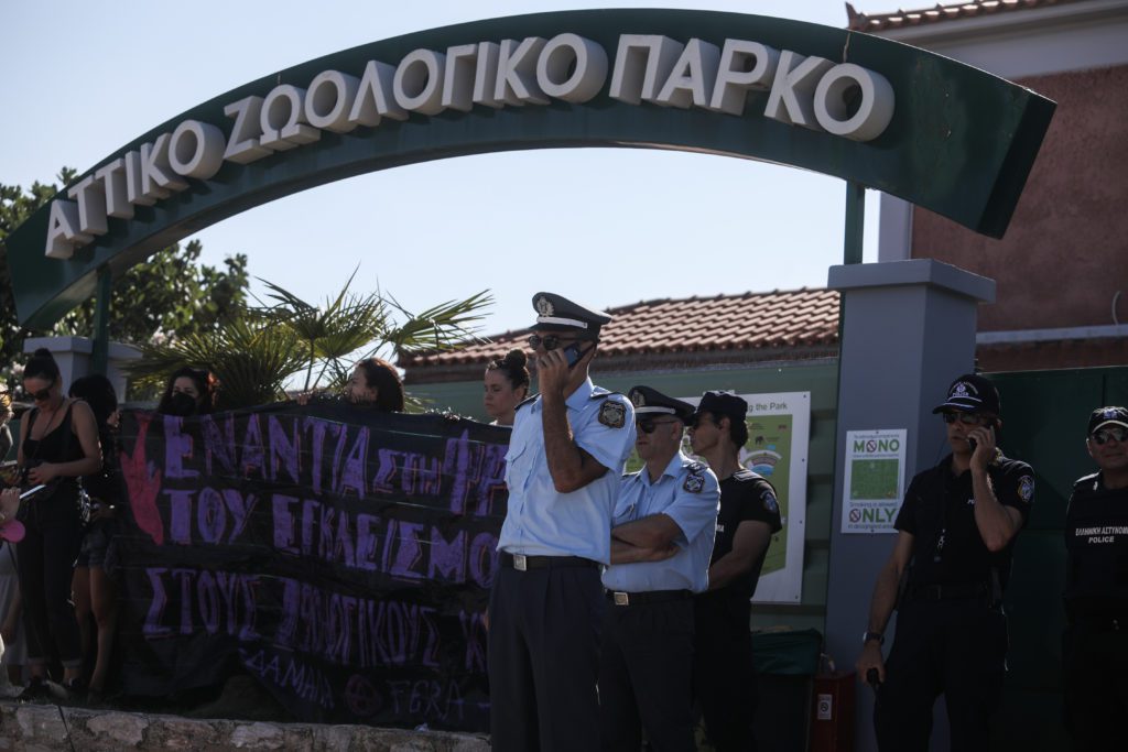 Αττικό Ζωολογικό Πάρκο: Γιατί δεν χρησιμοποίησαν αναισθητικό στον χιμπατζή – Τι απαντά ο ιδρυτής