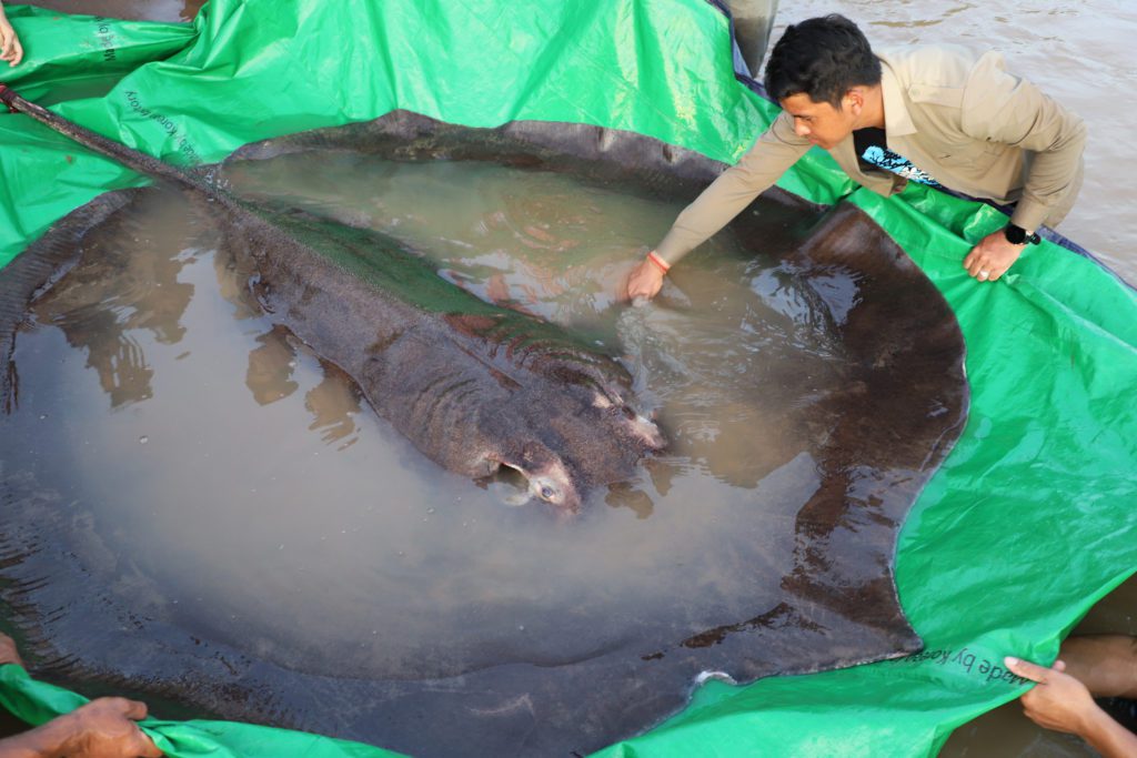 Καμπότζη: Σαλάχι βάρους 300 κιλών αλιεύθηκε στον ποταμό Μεκόνγκ (Photos – Video)