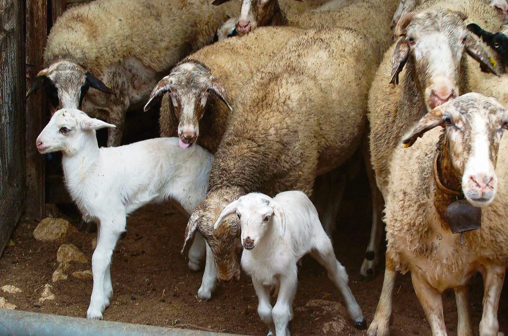 Η κυβέρνηση υπέγραψε το τέλος της ελληνικής κτηνοτροφίας