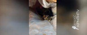 Κρήτη: Πρόστιμο «μαμούθ» 250.000 ευρώ σε άντρα που πέταξε γατάκια σε κάδο απορριμμάτων