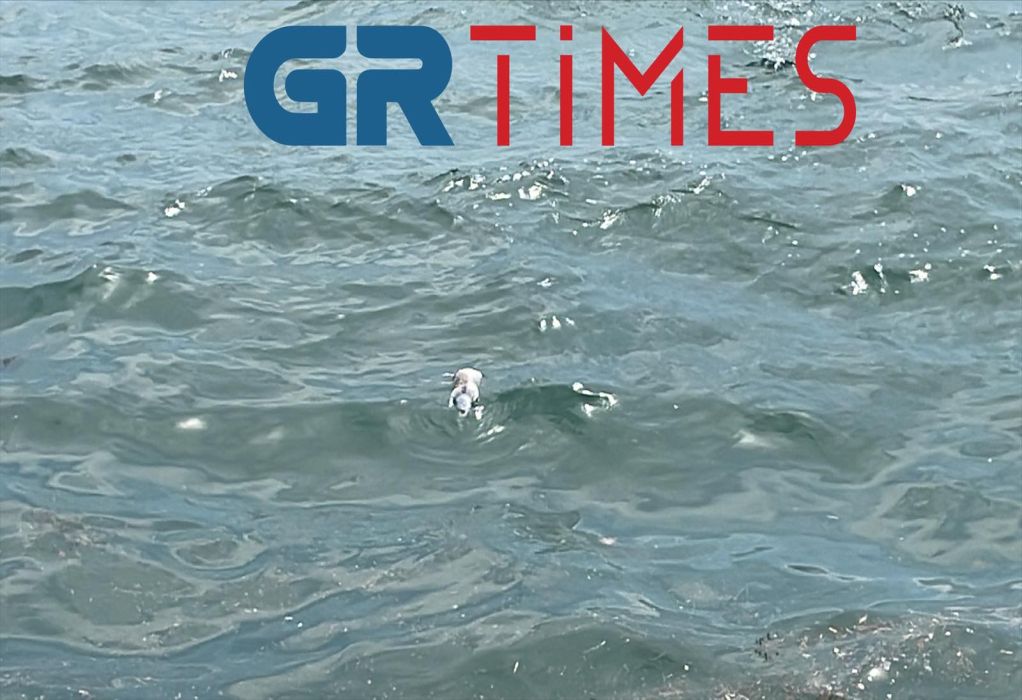 Θεσσαλονίκη – Αποκρουστικό θέαμα στον Θερμαϊκό με νεκρά ποντίκια στη θάλασσα (Photos – Video)