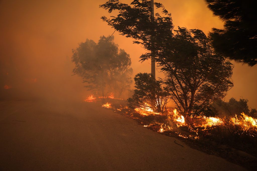 Ανακοίνωση του σταθμού πρώτων βοηθειών για πυρόπληκτα ζώα στην Κτηνιατρική κλινική Παλλήνης