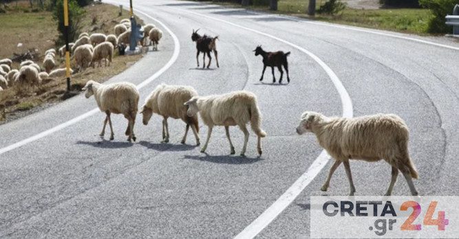 Kρήτη: Τα πρόβατα έκαναν… βόλτα στην Εθνική και η ιδιοκτήτρια… στο Αστυνομικό Τμήμα