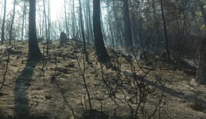 Φωτιά στη Θάσο: Για κακή οργάνωση καταγγέλλουν οι εθελοντές την Πυροσβεστική