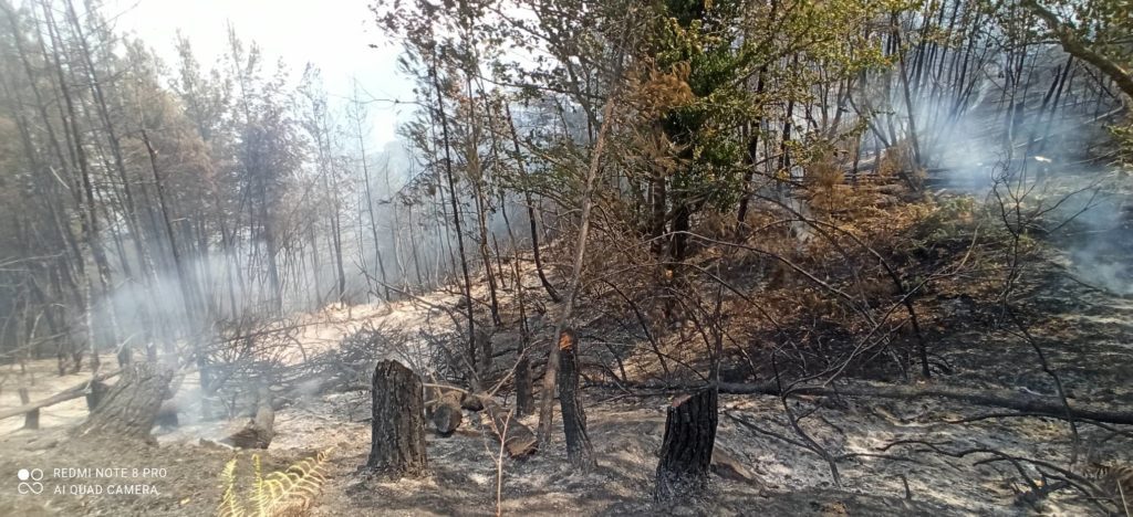 Για εμπρησμό από πρόθεση παραπέμπεται ο 65χρονος στη Θάσο