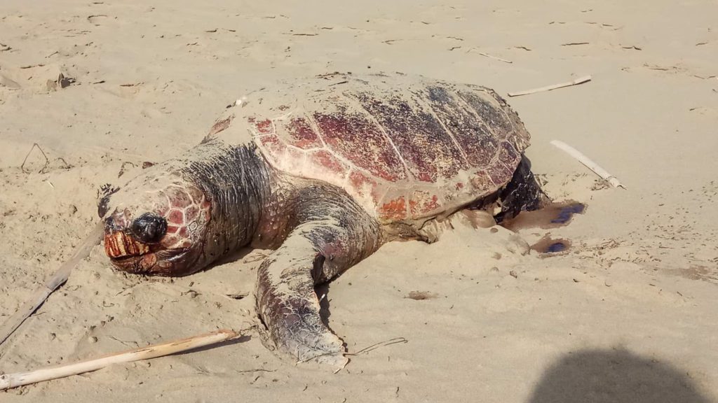 Κόρινθος: Νεκρή εντοπίστηκε θαλάσσια χελώνα – Φέρει τραύματα (Video)