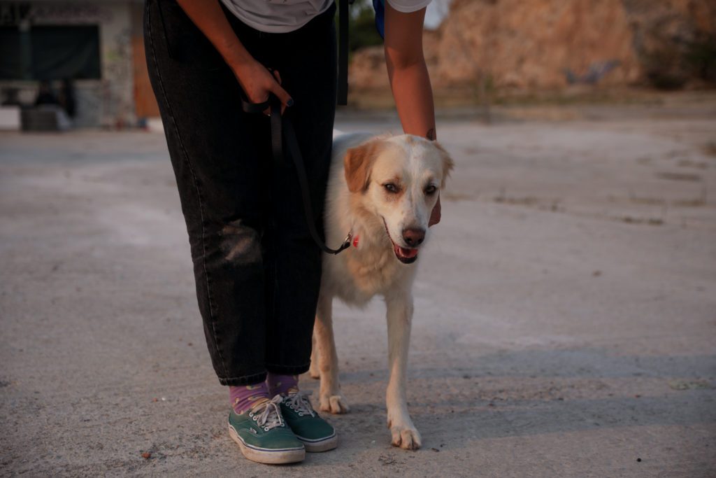 Θεσσαλονίκη: Δικογραφία σε βάρος 75χρονης για κακομεταχείριση αδέσποτου σκύλου