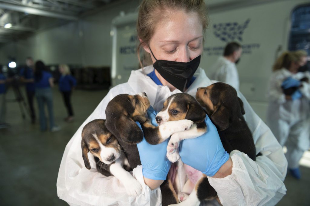 ΗΠΑ: Διέσωσαν 4.000 σκυλιά Μπιγκλ που προορίζονταν για πειραματόζωα