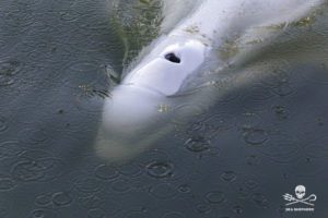 Γαλλία: Πέθανε η φάλαινα Μπελούγκα λίγες ώρες μετά τη διάσωσή της