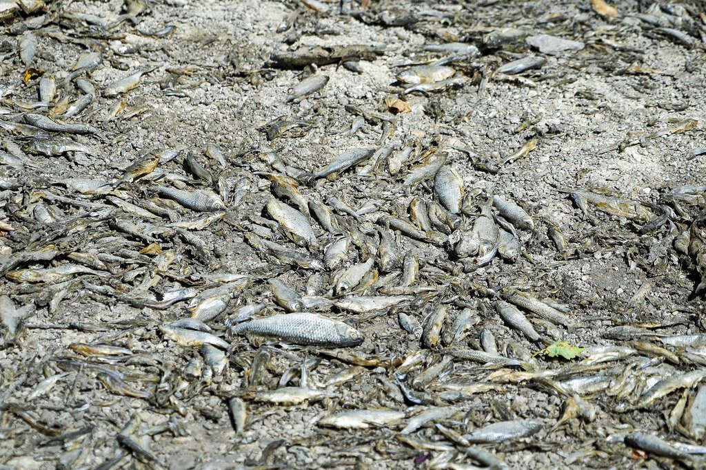 Οικολογική καταστροφή στην Πολωνία: 100 τόνοι νεκρά ψάρια