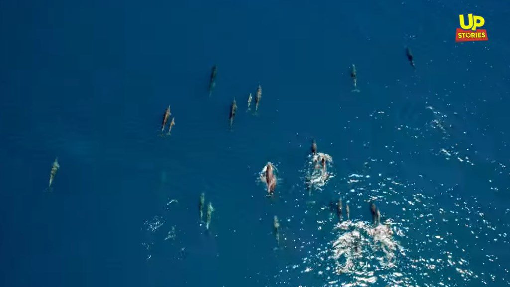 Εντυπωσιακό βίντεο: Το μεγαλύτερο κοπάδι δελφινιών που καταγράφηκε ποτέ στην Ελλάδα (Video)