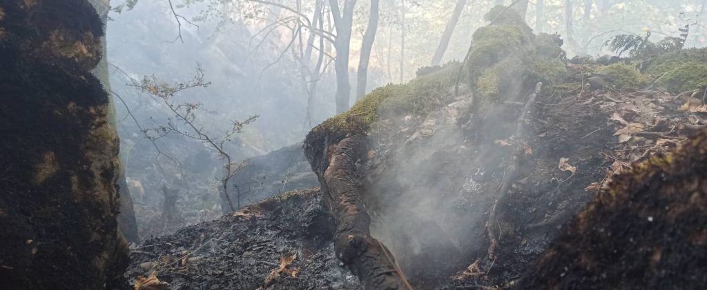 Φωτιά στη Θάσο: Κάηκαν πάνω από 1.000 στρέμματα πευκοδάσους – Σε επιφυλακή πυροσβεστική και εθελοντές (Photos)