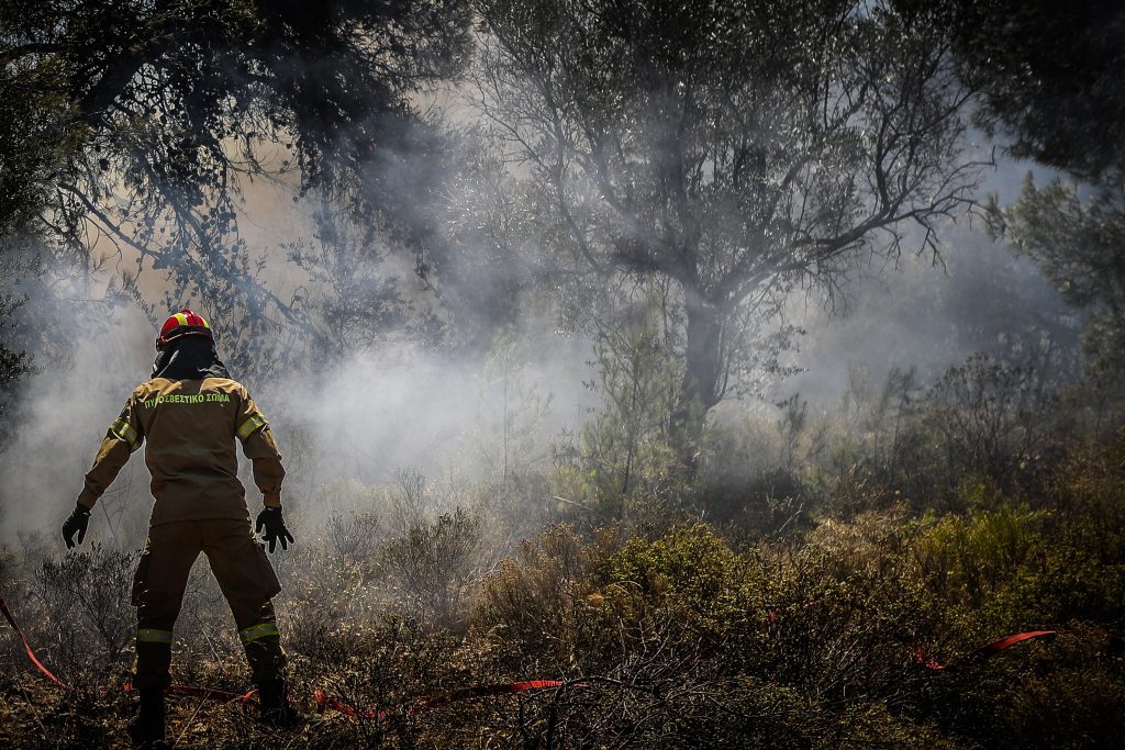 Φωτιά σε δασική έκταση στον Κισσό Πηλίου – Επί τόπου πυροσβεστικές δυνάμεις