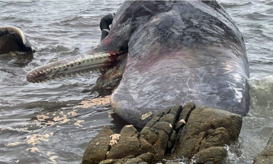 Πάνω από 200 φάλαινες ξεβράστηκαν σε παραλία της Τασμανίας – Σοκαριστικά βίντεο
