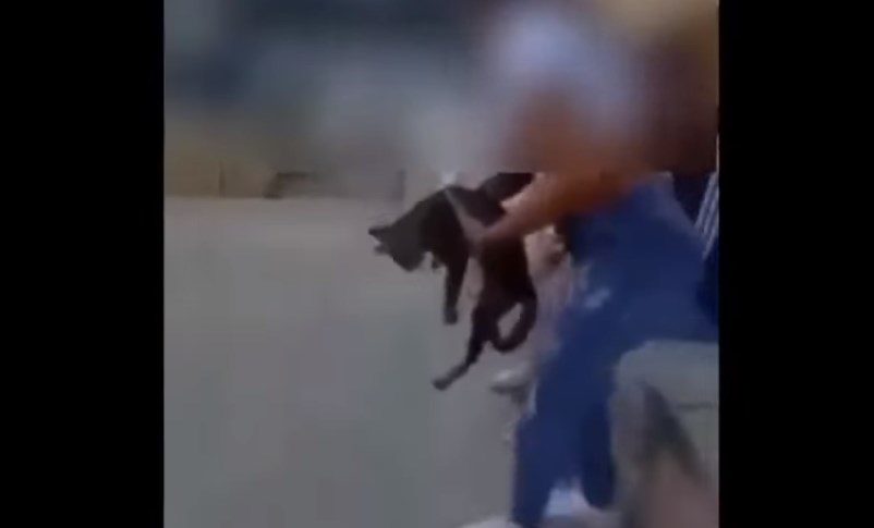 Κρήτη: Πρόστιμο 5.000 ευρώ σε 15χρονη που κλώτσησε και εκσφενδόνισε γάτα (Video)