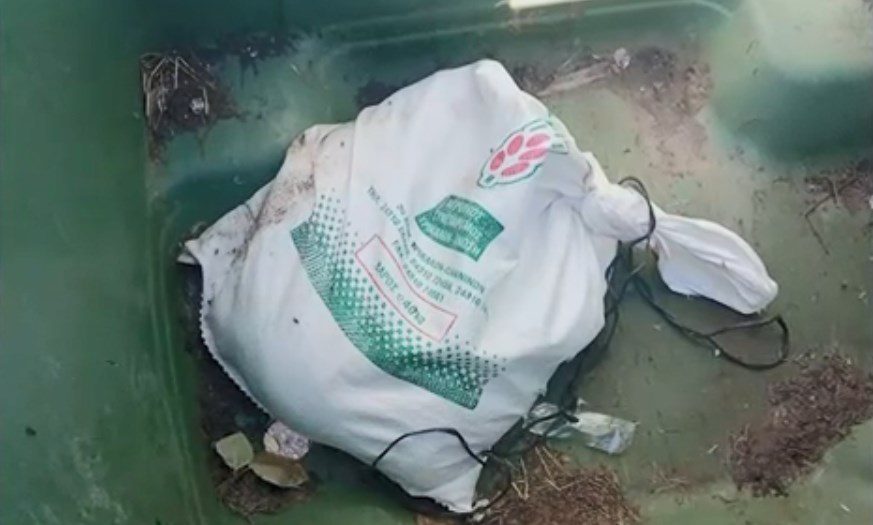 Τρίκαλα: Περαστικός ανακάλυψε σακούλα με κουτάβια σε κάδο απορριμάτων – 5 νεκρά κουτάβια
