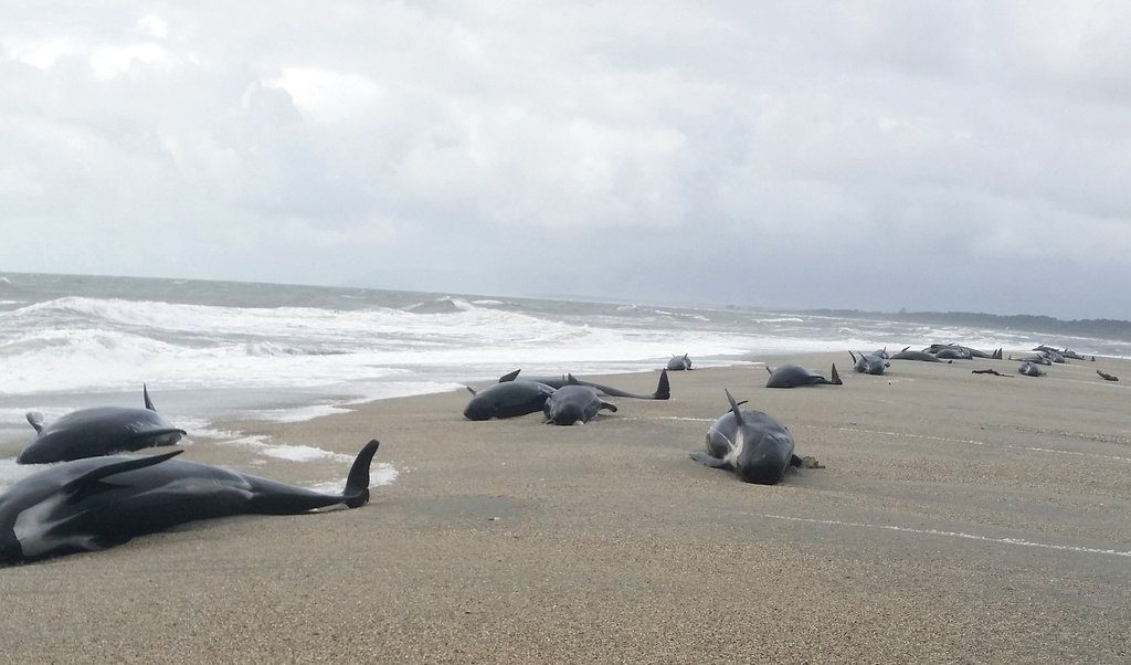 Θλιβερές εικόνες από τη Νέα Ζηλανδία με εκατοντάδες νεκρά δελφίνια
