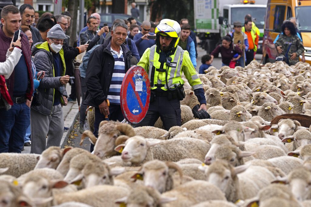 Κυκλοφοριακό κομφούζιο στο κέντρο της Μαδρίτης από… πρόβατα (Photos)