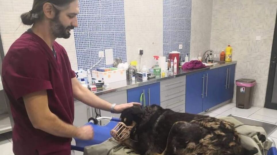 Κτηνωδία στον Αυλώνα: Δηλητηρίασαν μαζικά σκυλιά – Νεκρά δύο ζώα