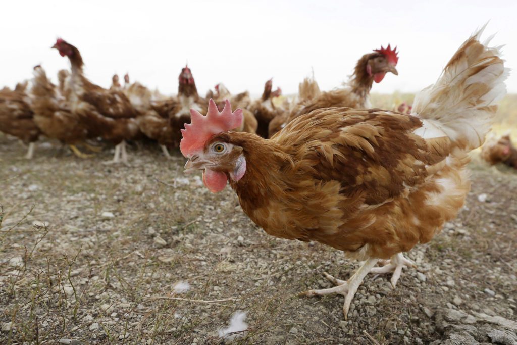 Ολλανδία: Σφαγή για 300.000 πουλερικά λόγω της γρίπης των πτηνών