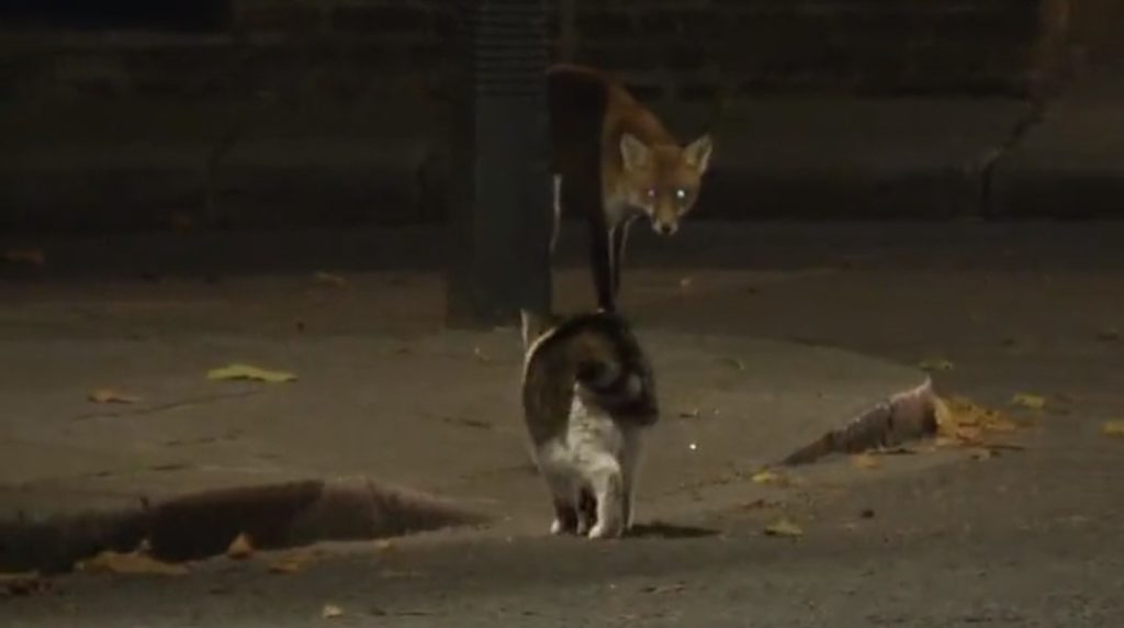 Ο γάτος της Downing Street «τραμπουκίζει» αλεπού και γίνεται viral στη Βρετανία (Video)